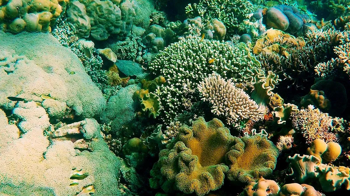 Coral Garden Marine Park